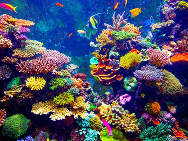 المرجان حقائق مذهلة 