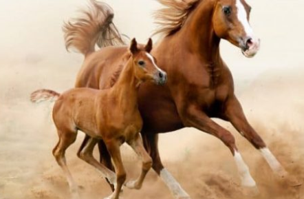 حقائق و معلومات عن الخيول
