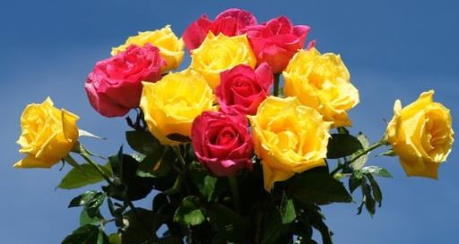 ما هي أجمل الورود .. أسماؤها و انواعها ؟