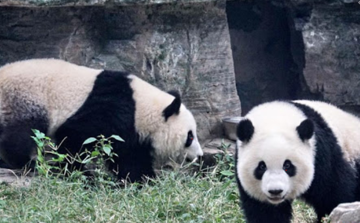  الباندا العملاقة أو الدب الصيني حقائق و أسرار
