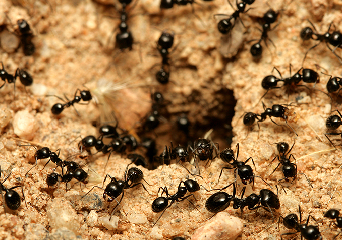 حقائق و أسرار عن النملة