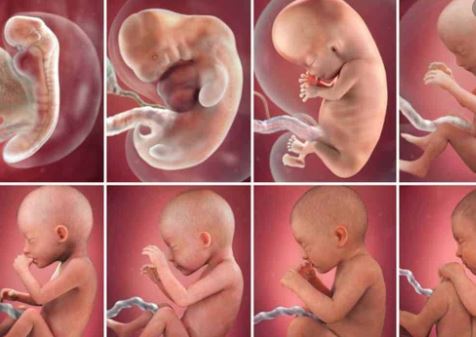 مراحل نمو وتطور الجنين خلال الأسبوع الثاني و الثالث و الرابع