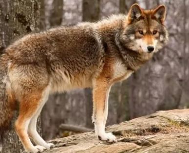 ما هو متوسط عمر الذئب ؟ كم يعيش الذئب ؟