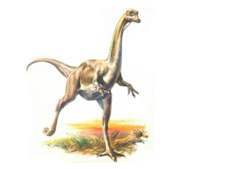 ديناصور ستروثيوميموس معلومات 