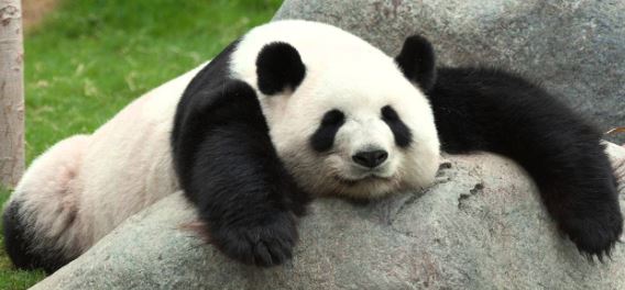 ما هو متوسط عمر الباندا ؟ كم يعيش الباندا ؟
