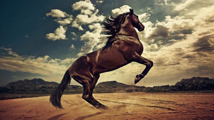 معلومات عن الحصان العربي الأصيل