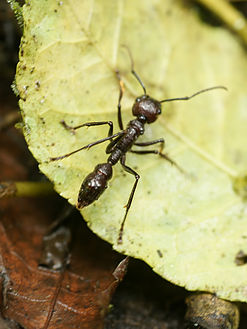  أخطر الحشرات:النمل الرصاص