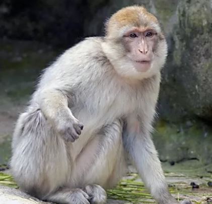 ما هو متوسط عمر القرد ؟ كم يعيش القرد ؟