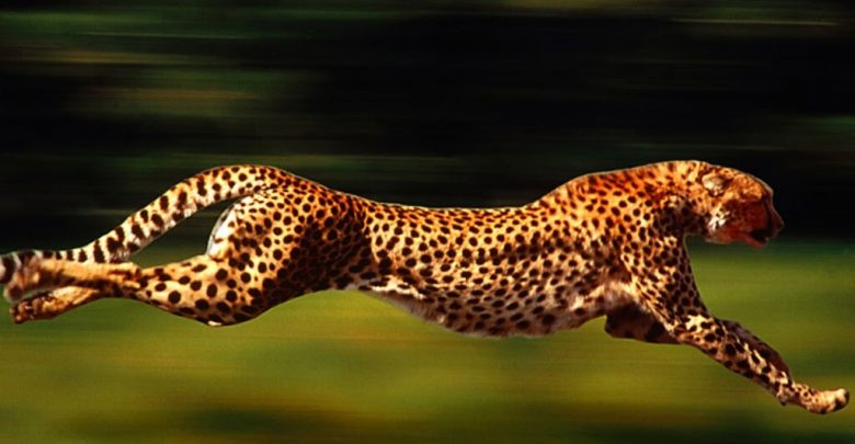ما هو أسرع حيوان في العالم؟
