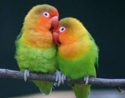 من هي طيور الحب