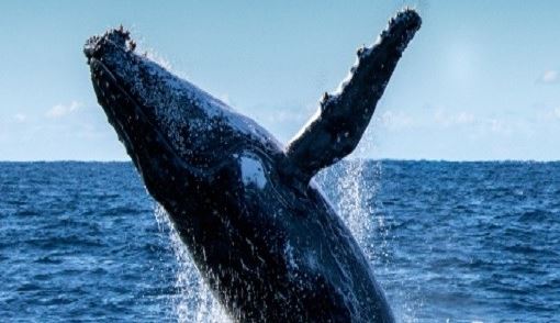 ماهو الحوت الازرق .. وصفه و سلوكياته و حجمه ؟