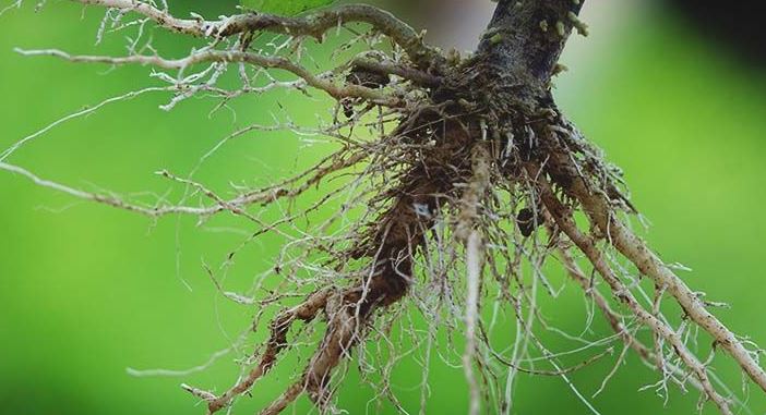 ماهي الجذور في النبات ؟ معلومات و حقائق