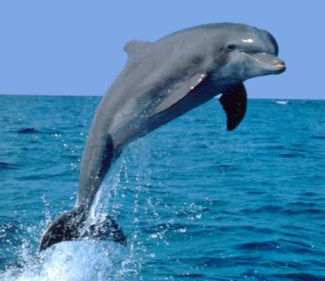 ما هو متوسط عمر الدلفين ؟ كم يعيش الدولفين ؟