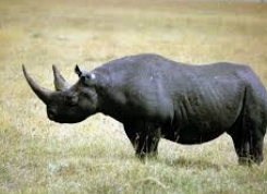  وحيد القرن الأسود معلومات
