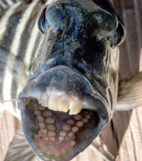 حقائق عن الأسماك ذات الأسنان البشرية معلومات