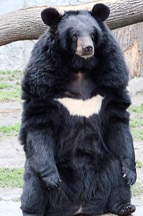 الدب الأسود الآسيوي معلومات