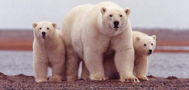  : أين تعيش الدببة القطبية