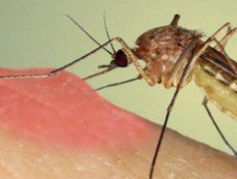 الحشرات الناقلة للأمراض حقائق