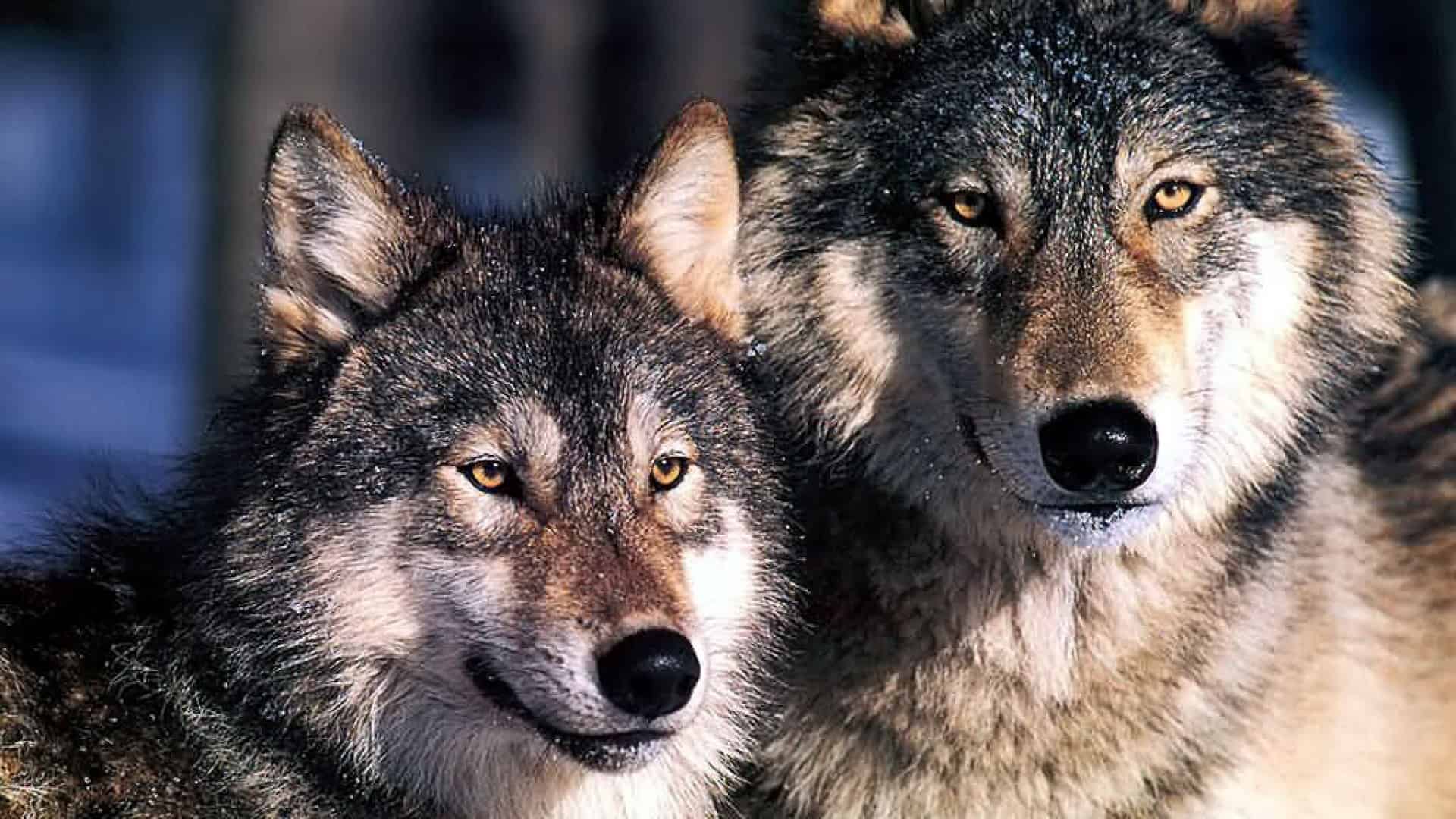  معلومات عن الذئب 