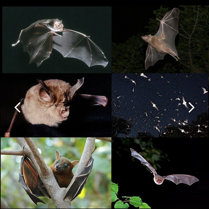 أشكال وأنواع الخفاش