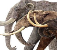 ما هو الفرق بين الفيل والماموث معلومات