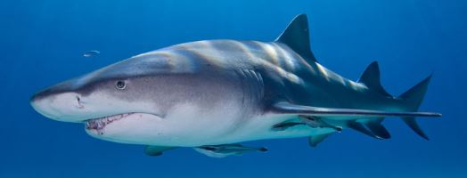 ما هو متوسط عمر سمك القرش ؟ كم يعيش سمك القرش ؟