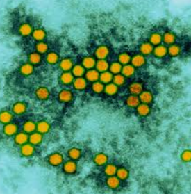 فيروس شلل الأطفال حقائق و أسرار 