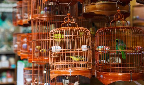  سوق الطيور في الشارقة معلومات هامة