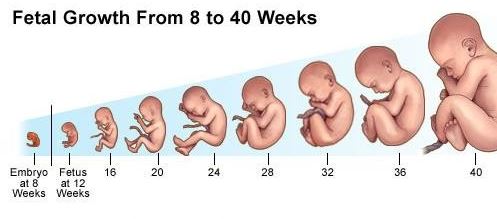 مراحل نمو وتطور الجنين خلال الأسبوع الحادي عشر و الثاني عشر