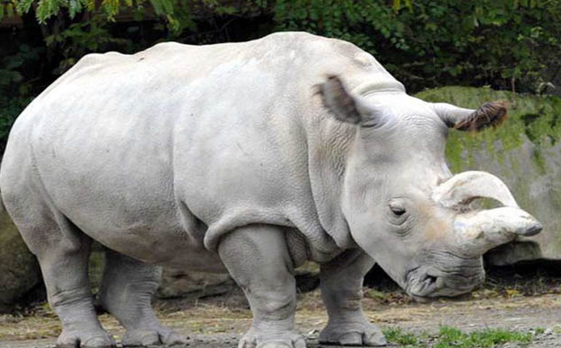 حقائق و أسرار عن وحيد القرن السومطري