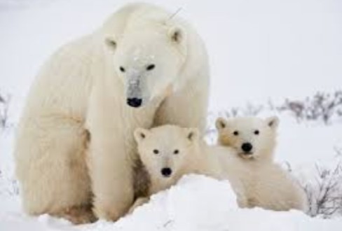 أسرار و حقائق عن الدب القطبي