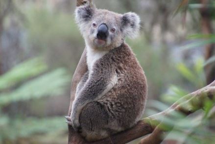 ما هو متوسط عمر الكوالا ؟ كم يعيش الكوالا ؟