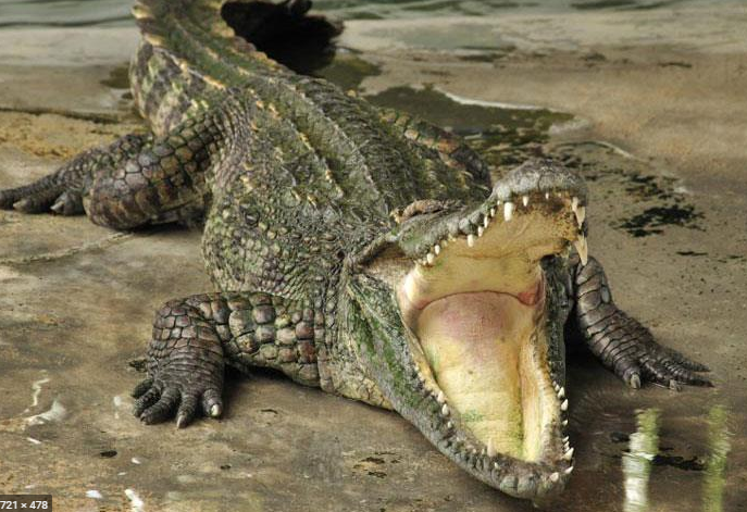 حقائق وأسرار عن التمساح