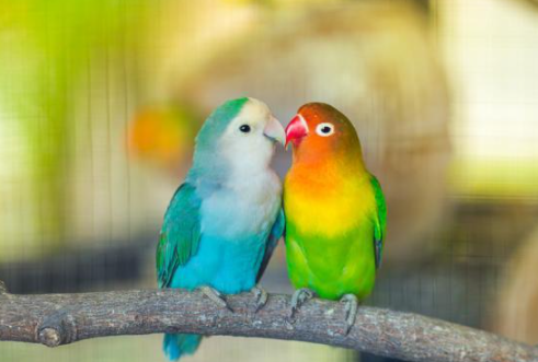 طيور الحب معلومات