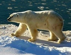 الدب القطبي معلومات