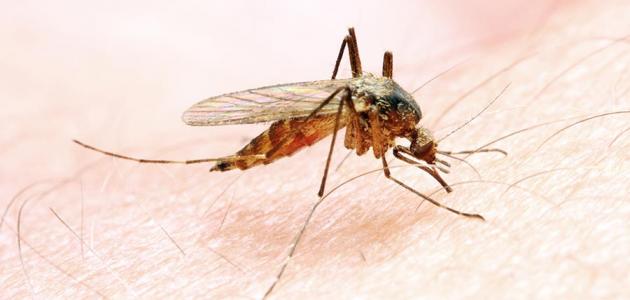 كيفية انتقال الملاريا