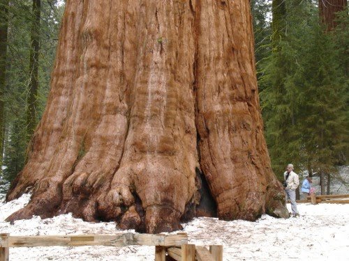 أضخم شجرة في العالم