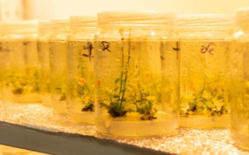 هل يمكنك زراعة النباتات في الضوء الاصطناعي؟ معلومات