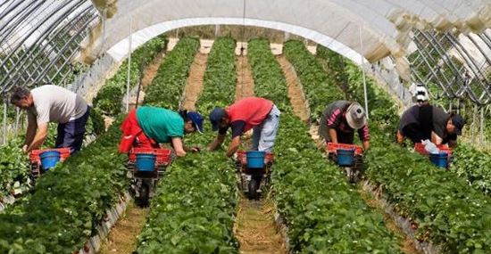 الزراعة في المغرب .. حقائق و معلومات مهمة ؟