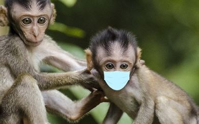 ما هو تعريف جدري القرود ؟ و ما هي أسبابه ؟