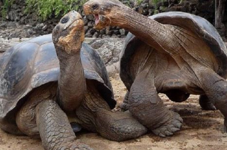 ما هو متوسط عمر السلحفاة ؟ كم تعيش السلاحف ؟