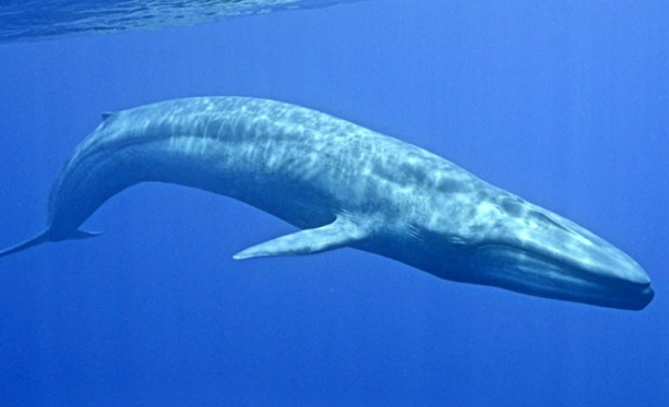  حقائق وأسرار عن الحوت الأزرق