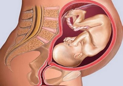 مراحل نمو الجنين خلال الأسبوع الخامس والثلاثين و السادس والثلاثين