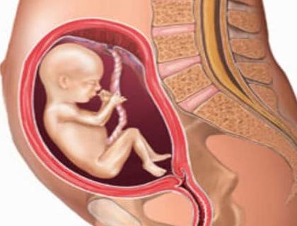   مراحل نمو الجنين خلال الأسبوع الثالث والعشرين و الرابع والعشرين