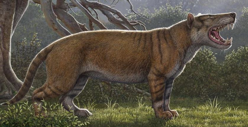 أكبر حيوان ثديي مفترس عاش على سطح الأرض
