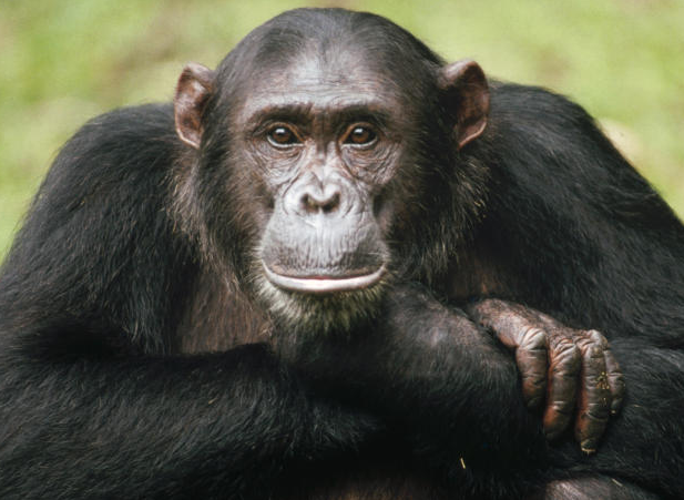 حقائق و أسرار عن الشمبانزي