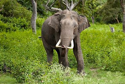 ما هو الفيل الأسيوي ؟ و ما هو تصنيفه و مميزاته ؟