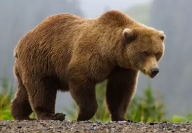 ما هو متوسط عمر الدب ؟ كم يعيش الدب ؟