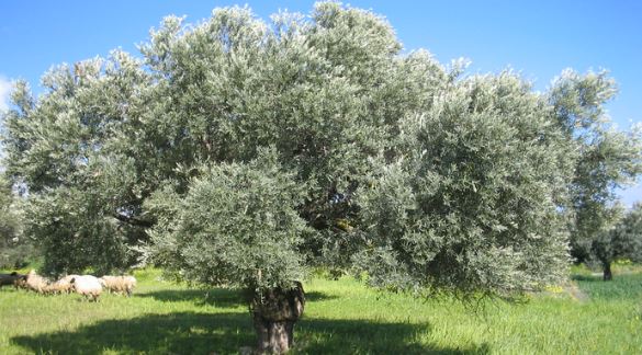 شجرة الزيتون .. عمرها و ثمارها  و تصنيفها ! 