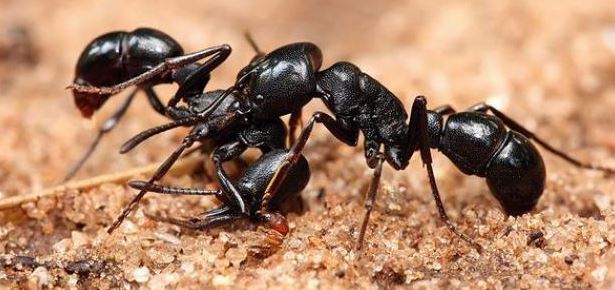 النمل معلومات سريعة و مهمة